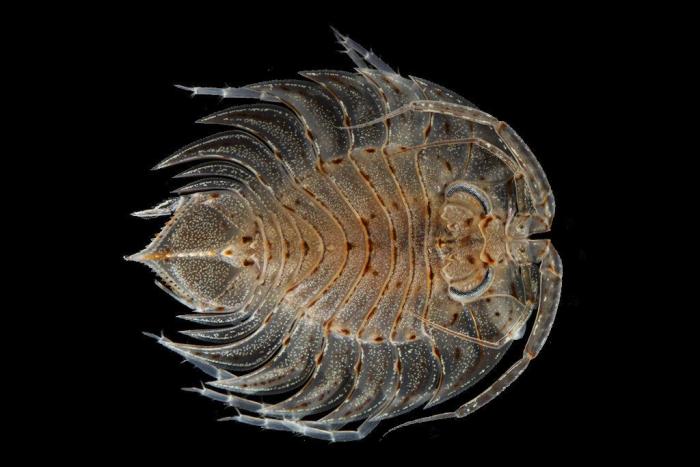 El plástico está matando a los océanos mucho más rápido de lo que se pensaba