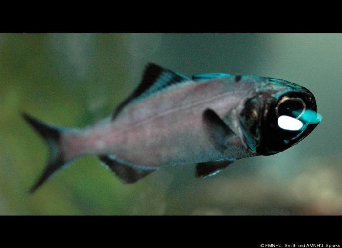 El plástico está matando a los océanos mucho más rápido de lo que se pensaba