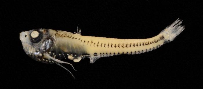 El plástico está matando a los océanos mucho más rápido de lo que se pensaba