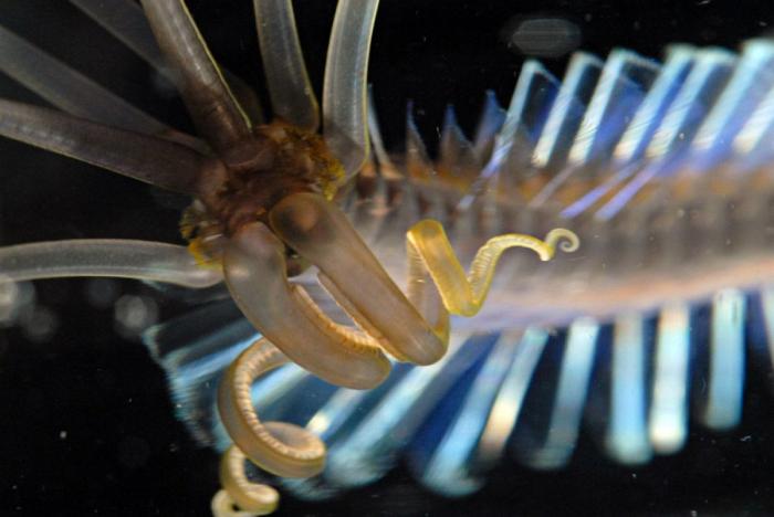 El plástico está matando a los océanos mucho más rápido de lo que se pensaba