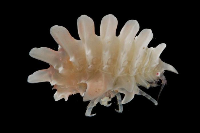 El plástico está matando a los océanos mucho más rápido de lo que se pensaba