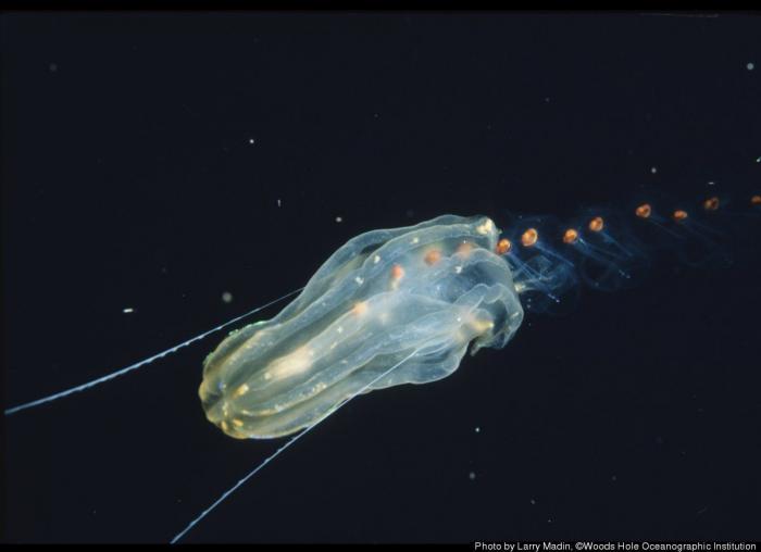 El plástico está matando a los océanos mucho más rápido de lo que se pensaba