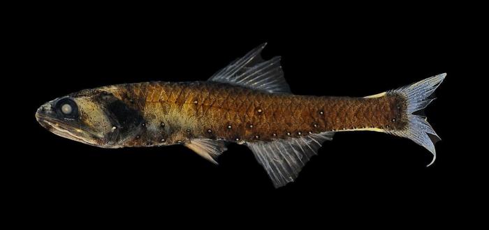 El plástico está matando a los océanos mucho más rápido de lo que se pensaba