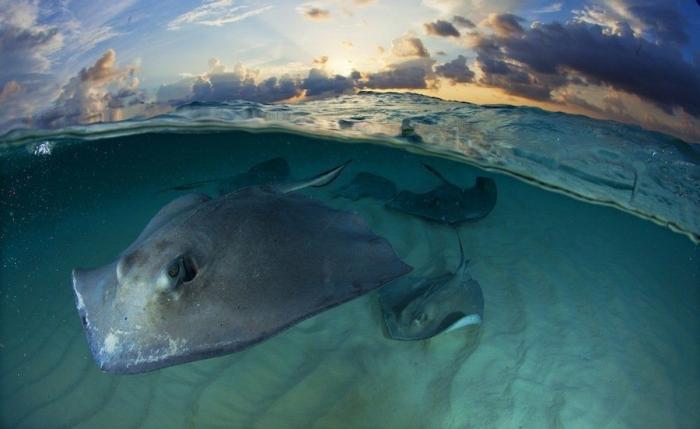 La flora y fauna ganadora de los premios de fotografía Veolia 2012 (FOTOS)