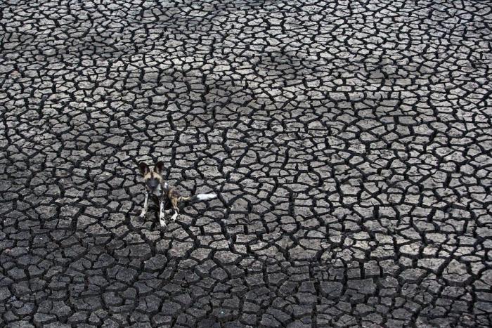 La flora y fauna ganadora de los premios de fotografía Veolia 2012 (FOTOS)