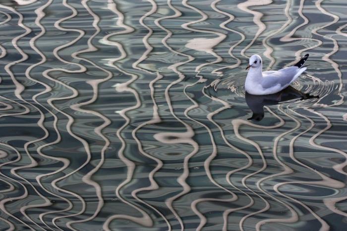 La flora y fauna ganadora de los premios de fotografía Veolia 2012 (FOTOS)