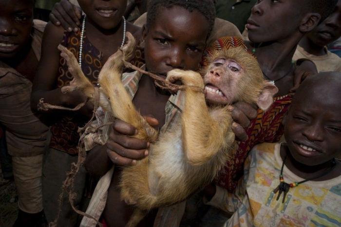 La flora y fauna ganadora de los premios de fotografía Veolia 2012 (FOTOS)