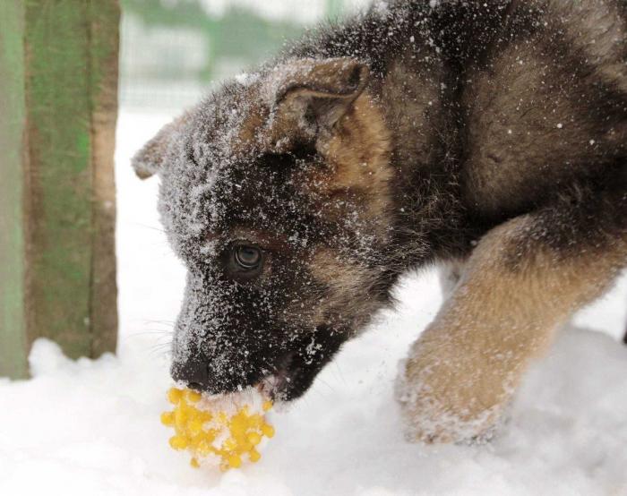 La ternura total de este cachorro de husky intentando aullar (VÍDEO)