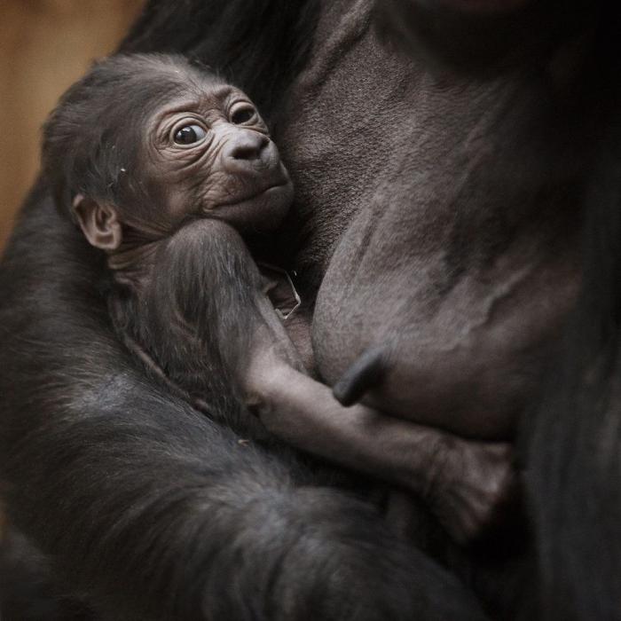 La ternura total de este cachorro de husky intentando aullar (VÍDEO)