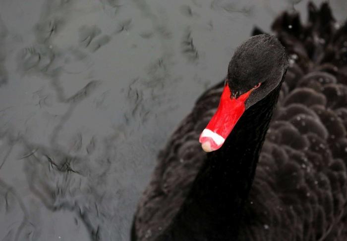 La ternura total de este cachorro de husky intentando aullar (VÍDEO)