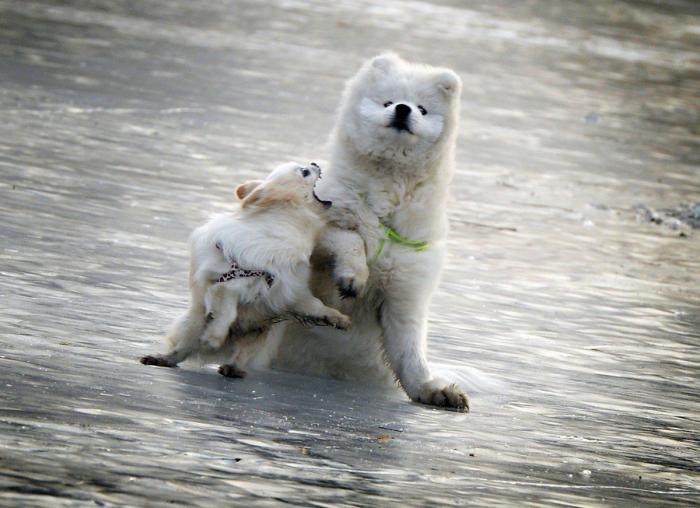 La ternura total de este cachorro de husky intentando aullar (VÍDEO)