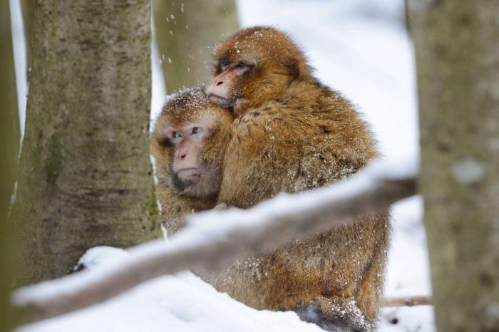 La ternura total de este cachorro de husky intentando aullar (VÍDEO)