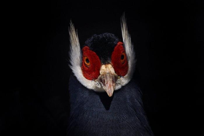 La ternura total de este cachorro de husky intentando aullar (VÍDEO)