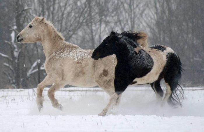 La ternura total de este cachorro de husky intentando aullar (VÍDEO)