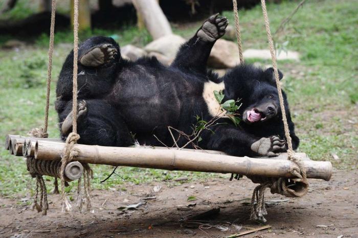La ternura total de este cachorro de husky intentando aullar (VÍDEO)