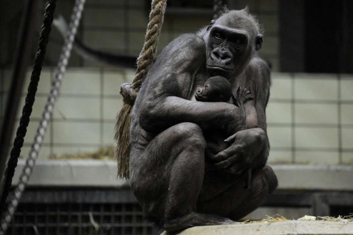 La ternura total de este cachorro de husky intentando aullar (VÍDEO)