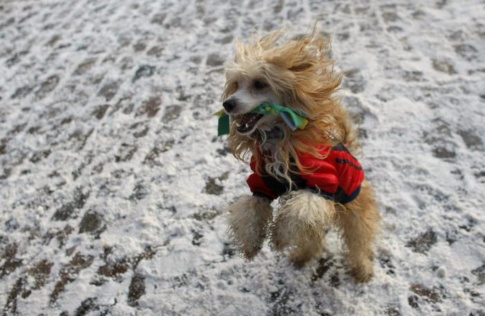 La ternura total de este cachorro de husky intentando aullar (VÍDEO)
