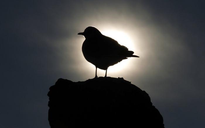 La ternura total de este cachorro de husky intentando aullar (VÍDEO)