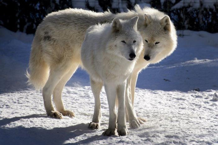 La ternura total de este cachorro de husky intentando aullar (VÍDEO)