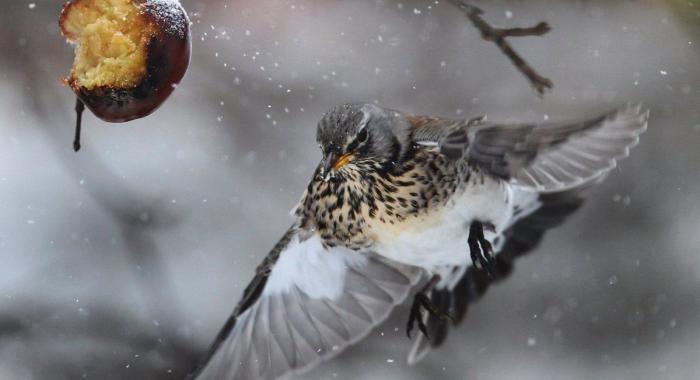 La ternura total de este cachorro de husky intentando aullar (VÍDEO)