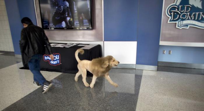 La ternura total de este cachorro de husky intentando aullar (VÍDEO)