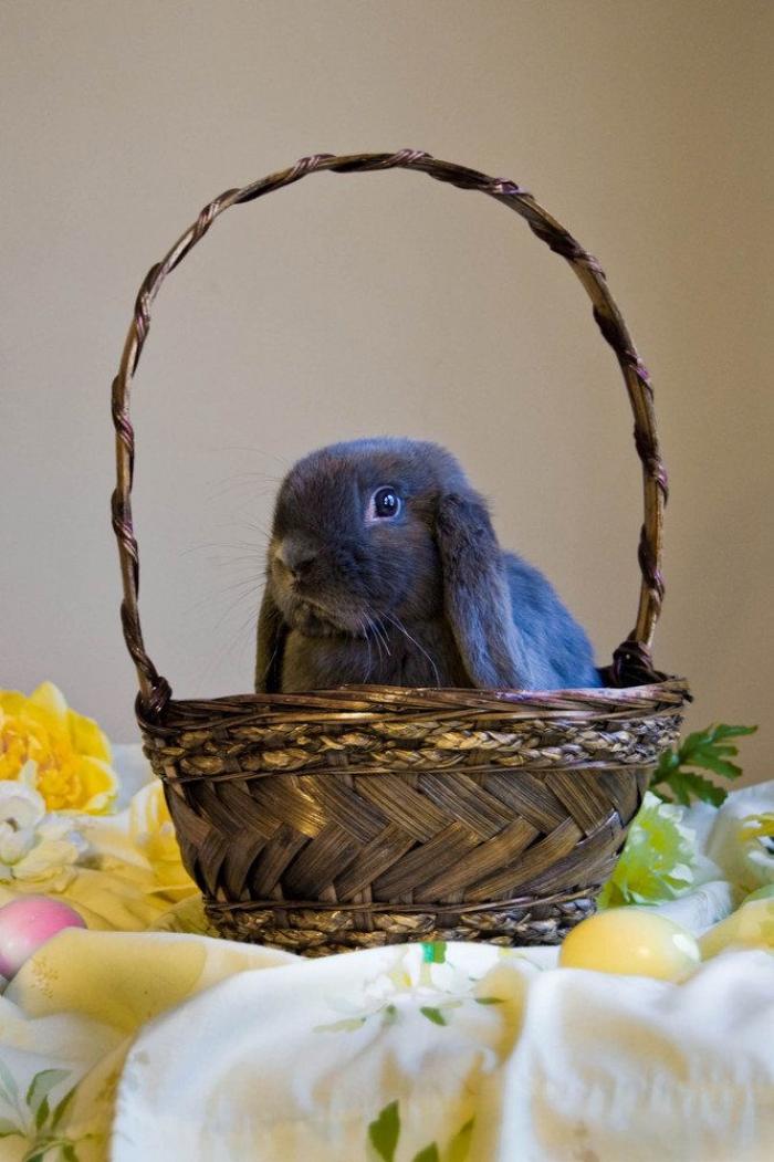 La ternura total de este cachorro de husky intentando aullar (VÍDEO)