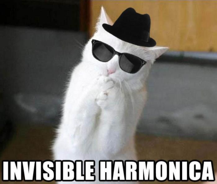 Festival mundial de LOLcat: descubre el ganador y todos los vídeos del festival