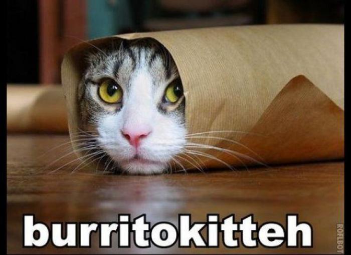 Festival mundial de LOLcat: descubre el ganador y todos los vídeos del festival