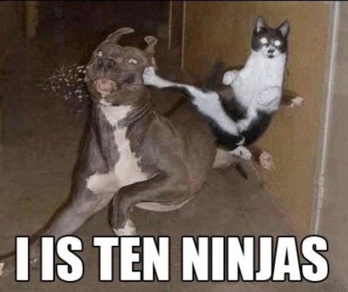 Festival mundial de LOLcat: descubre el ganador y todos los vídeos del festival