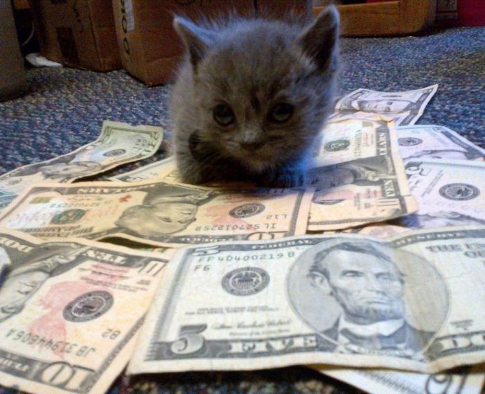 Jan Fabre: otra polémica del artista belga por su vídeo de lanzamiento de gatos (FOTOS)