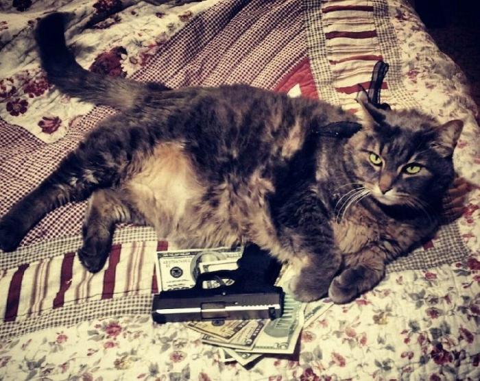 Jan Fabre: otra polémica del artista belga por su vídeo de lanzamiento de gatos (FOTOS)