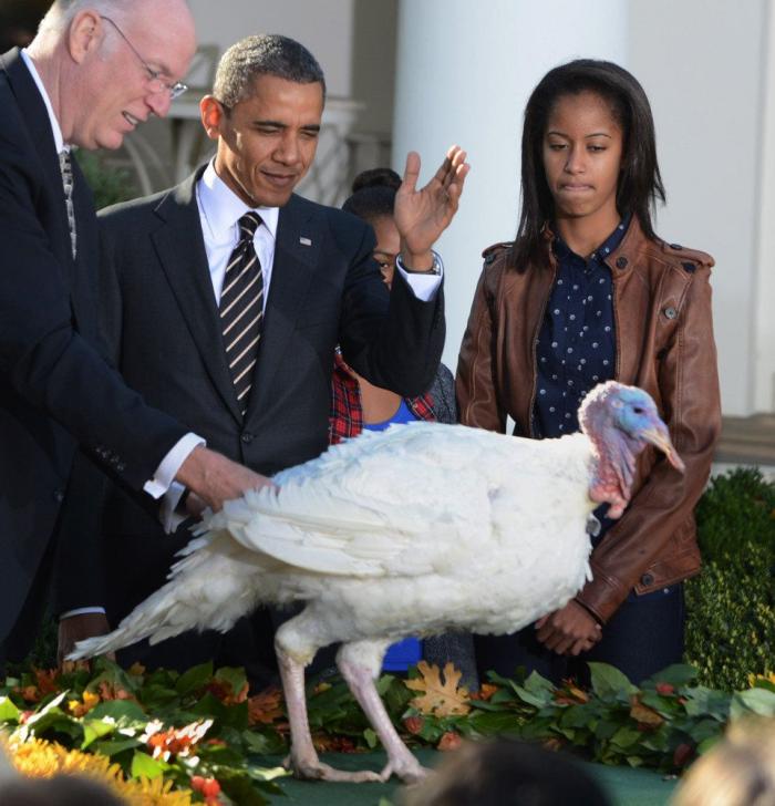 El pavo de Obama: Cobber, el primer animal indultado por Facebook en Acción de Gracias