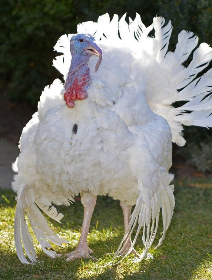 El pavo de Obama: Cobber, el primer animal indultado por Facebook en Acción de Gracias