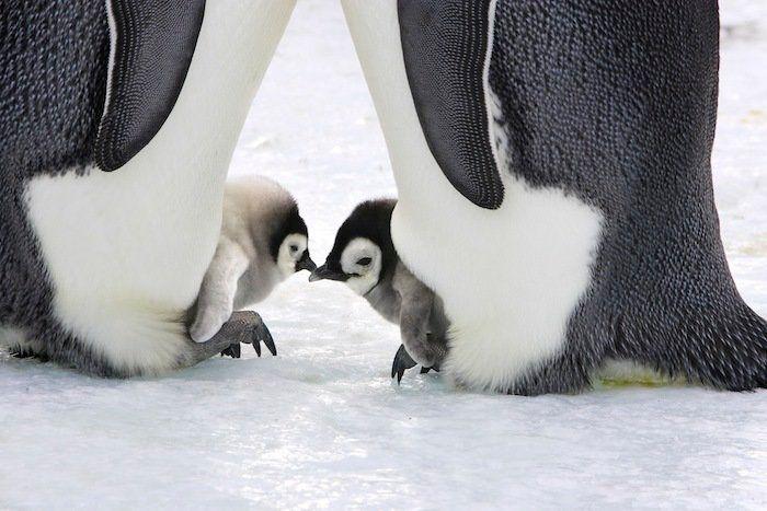 Descubren en Nueva Zelanda el fósil de un pingüino del tamaño de un humano