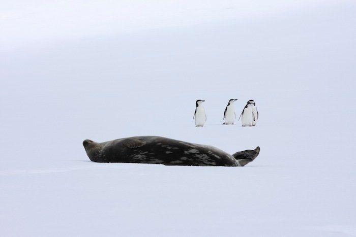 Descubren en Nueva Zelanda el fósil de un pingüino del tamaño de un humano
