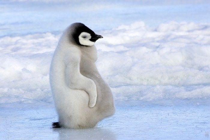 Descubren en Nueva Zelanda el fósil de un pingüino del tamaño de un humano