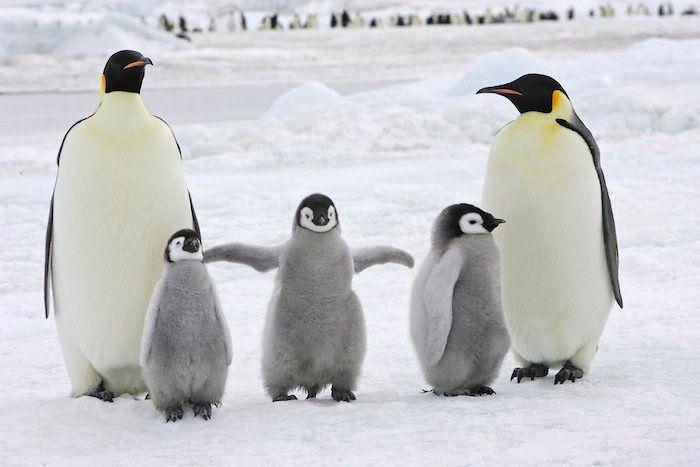 Descubren en Nueva Zelanda el fósil de un pingüino del tamaño de un humano