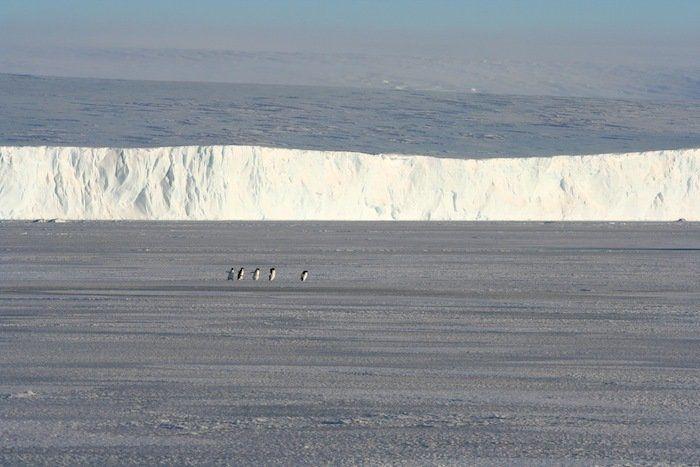Descubren en Nueva Zelanda el fósil de un pingüino del tamaño de un humano