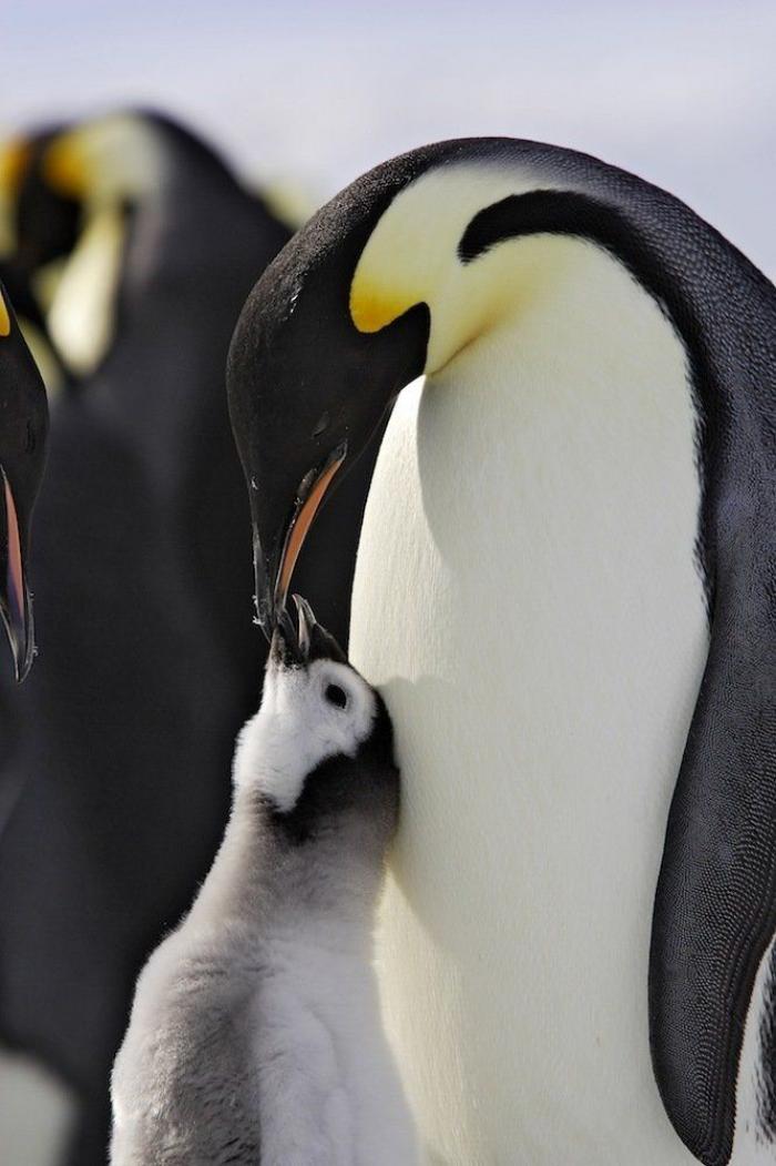 Descubren en Nueva Zelanda el fósil de un pingüino del tamaño de un humano