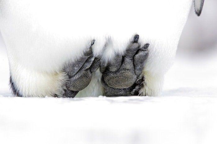 Descubren en Nueva Zelanda el fósil de un pingüino del tamaño de un humano