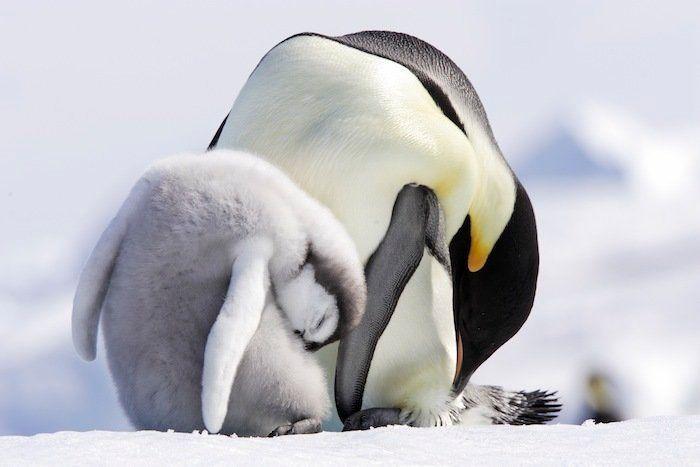 Descubren en Nueva Zelanda el fósil de un pingüino del tamaño de un humano