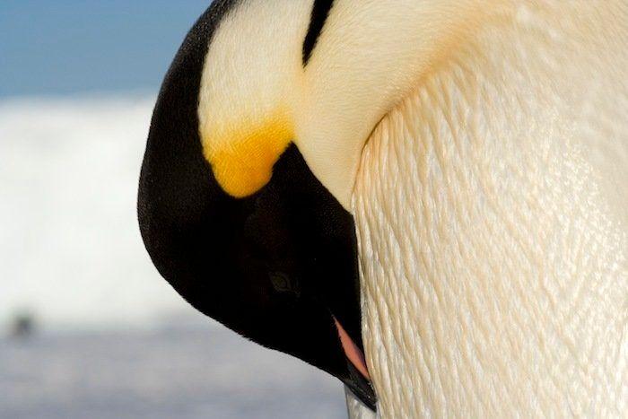 Descubren en Nueva Zelanda el fósil de un pingüino del tamaño de un humano
