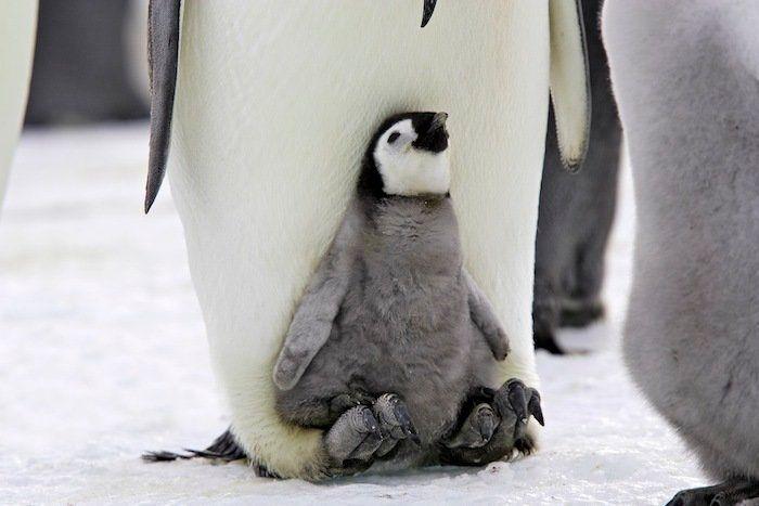 Descubren en Nueva Zelanda el fósil de un pingüino del tamaño de un humano