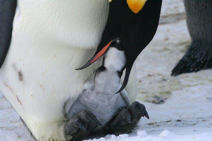Descubren en Nueva Zelanda el fósil de un pingüino del tamaño de un humano