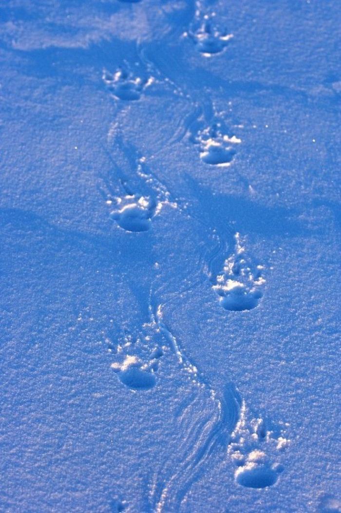 Descubren en Nueva Zelanda el fósil de un pingüino del tamaño de un humano