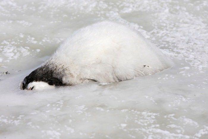 Descubren en Nueva Zelanda el fósil de un pingüino del tamaño de un humano