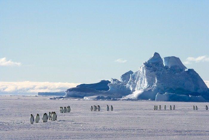 Descubren en Nueva Zelanda el fósil de un pingüino del tamaño de un humano