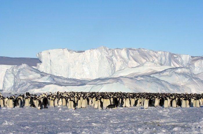 Descubren en Nueva Zelanda el fósil de un pingüino del tamaño de un humano