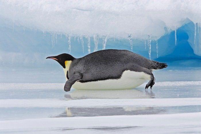 Descubren en Nueva Zelanda el fósil de un pingüino del tamaño de un humano