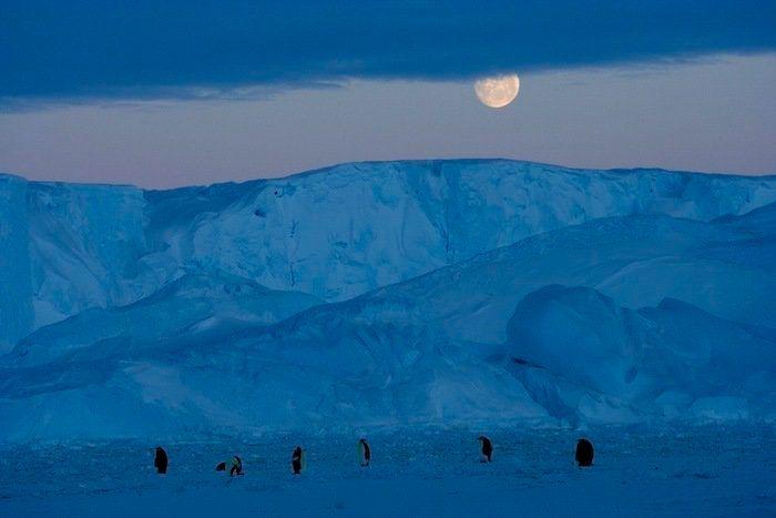 Descubren en Nueva Zelanda el fósil de un pingüino del tamaño de un humano